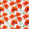 Canvas Poppies